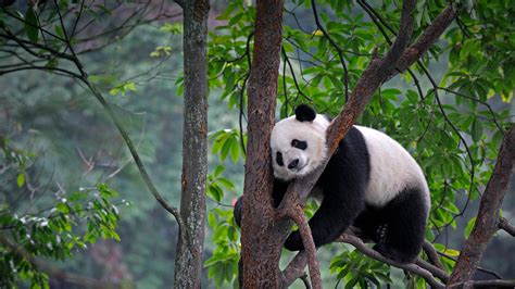 Download Cute Panda On Top Of Tree Wallpaper