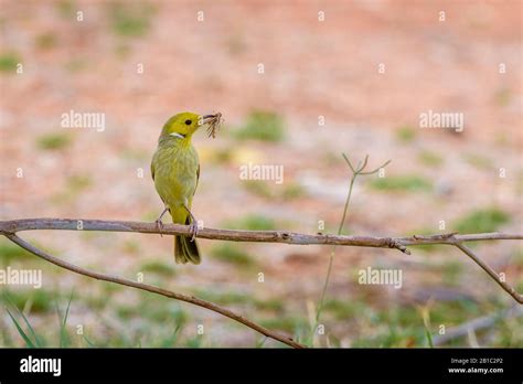Young White Plumed Honeyeater With Captured Grasshopper Perched On A