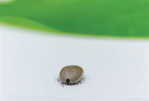 Lyme Disease The Great Imitator Natural Nutmeg Magazine