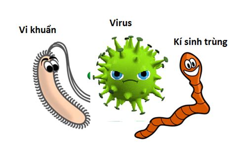 Tin Tức Cao Niên Thế Kỷ Xxi Sự Khác Biệt Giữa Vi Rút Viruses Và Vi