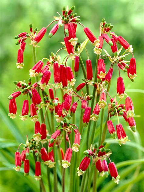 Dichelostemma Red Empire Firecracker Flower Dutchgrown