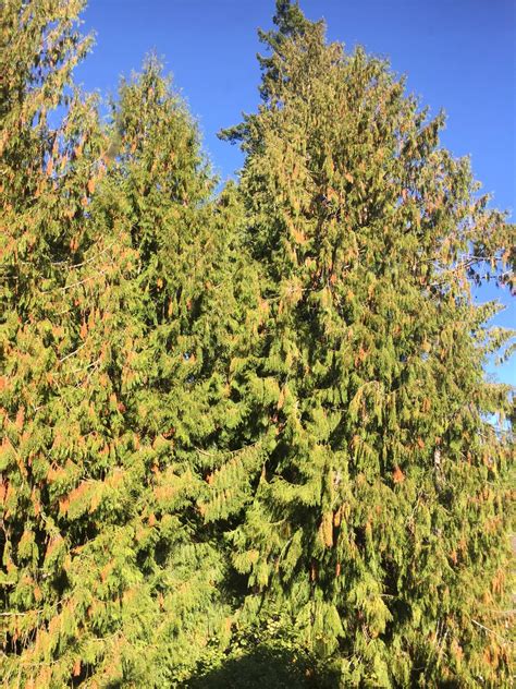 Cedar Tree Disease 362108 Ask Extension
