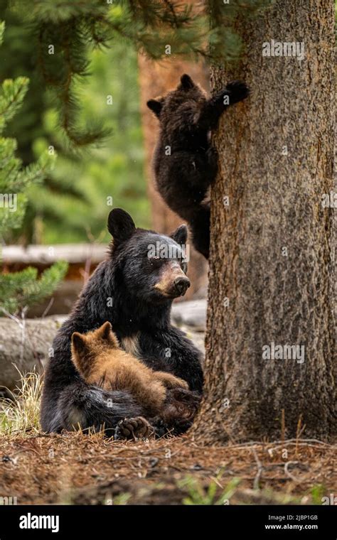 Black Bear Nursing Cubs Stock Photo Alamy