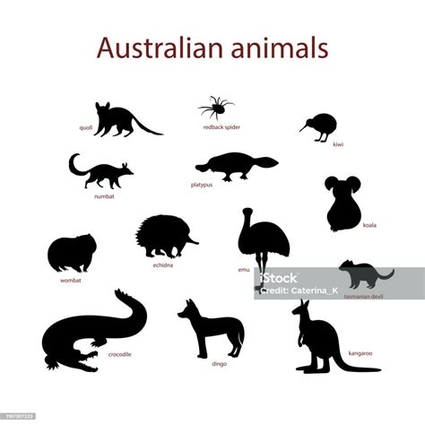 Vector Illustration Set Of Australian Animal Silhouettes Quoll Redback