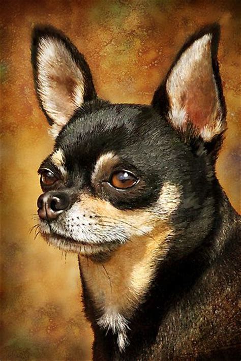17 Best Images About Chihuahua Art On Pinterest Chihuahuas Parks And
