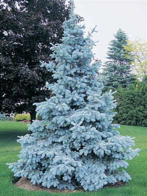Épinette Neon Blue Evergreen Garden Colorado Blue Spruce Trees To Plant
