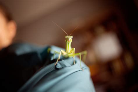How To Care For A Pet Praying Mantis A Full Guide