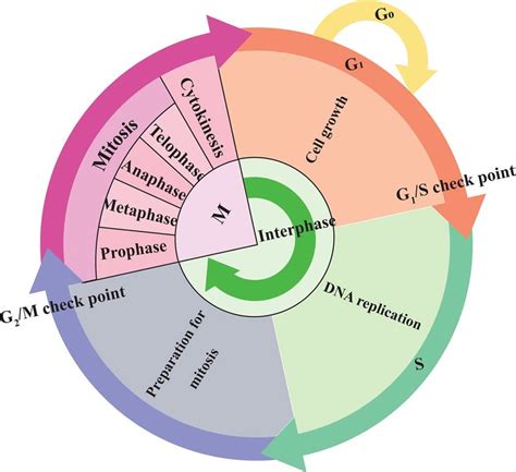 Different Phases Of The Cell Cycle And Corresponding Checkpoints
