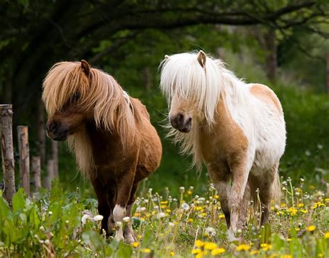 Ponies Creating Animal Awarenesscreating Animal Awareness