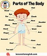 Human Body Parts Names, Organs in the Body, Expressions and Examples ...