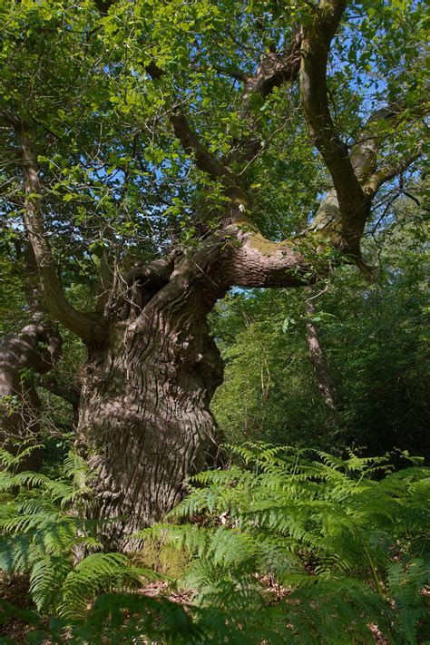 Old Oak Tree At Burnham Beeches Ancient Woodland Trees And Woodland