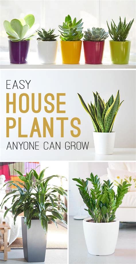Easy House Plants Anyone Can Grow The Garden Glove Easy House