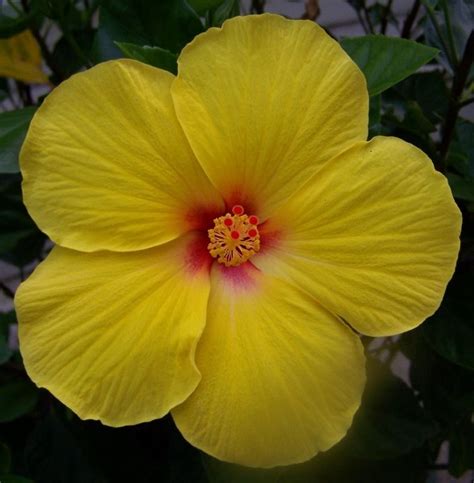 Hibiscus Hawaiian Sunset With Images Hibiscus Flowers Beautiful Flowers Hawaiian Flowers