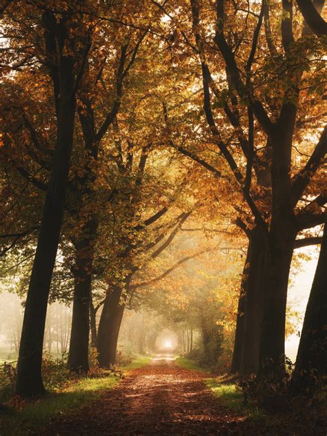 Autumn Wallpaper 4k Forest Foggy Yellow Sunlight Path Dirt Road