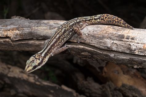 Gorgeous Geckos Three Beautiful New Queensland G Dec 2019 Jcu