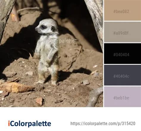 88 Meerkat Color Palette Ideas In 2024 Icolorpalette