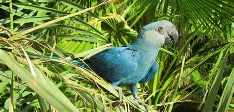 The Real Life Blue Parrot From ‘rio Is Now Officially Extinct In The Wild