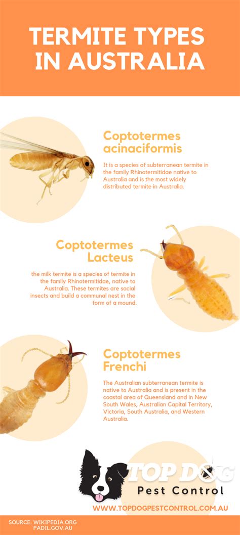 Infographic Termite Types In Australia