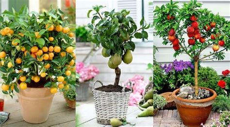 6 fruit trees you can grow in pots easily fruit trees container gardening vegetables edible