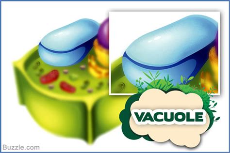 Basic Unit of Life: Plant Cell Structure and Functions