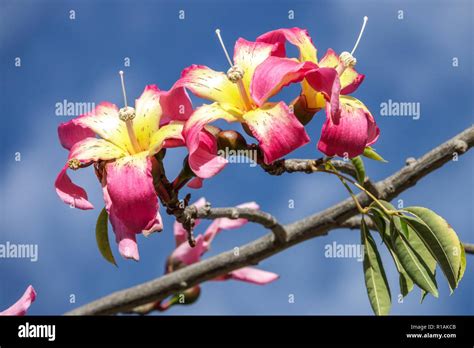 Silk Floss Tree Ceiba Speciosa Flowers Stock Photo Alamy