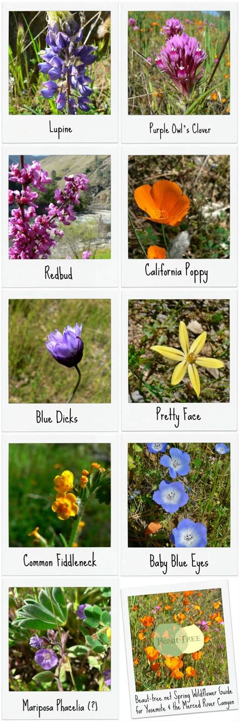 Spring Wildflower Guide For Yosemite And The Merced River Canyon