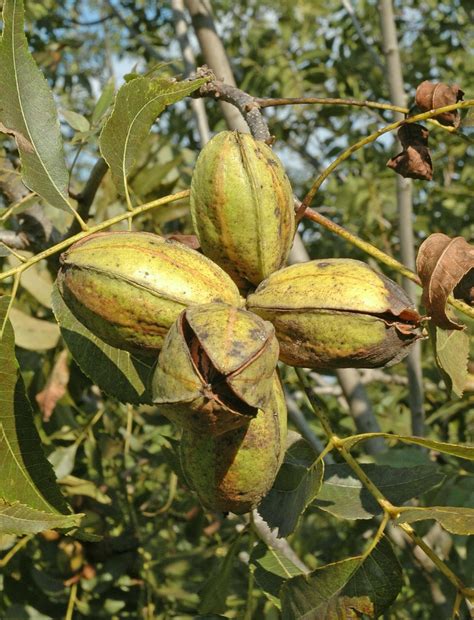 Northern Pecans Pecan Cultivar Shuck Split October 2 2017