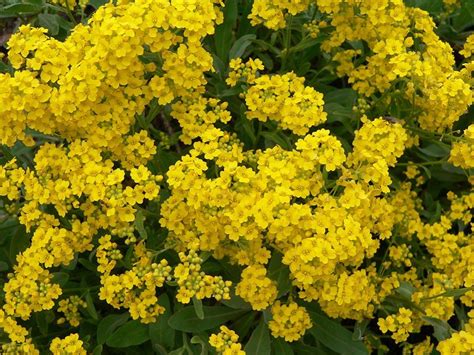 Discover some of the best perennial flowers for beginners, with a there are also many salvias that will stay low enough to be used at the front edge of your flowerbeds. Yellow Alyssum Is an Easy-to-Grow Perennial | Yellow ...