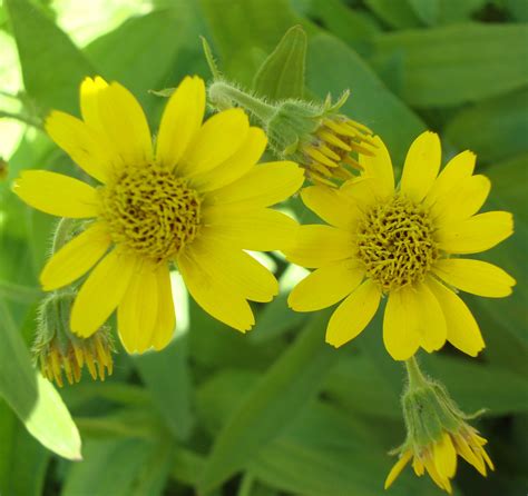 Arnica Pictures