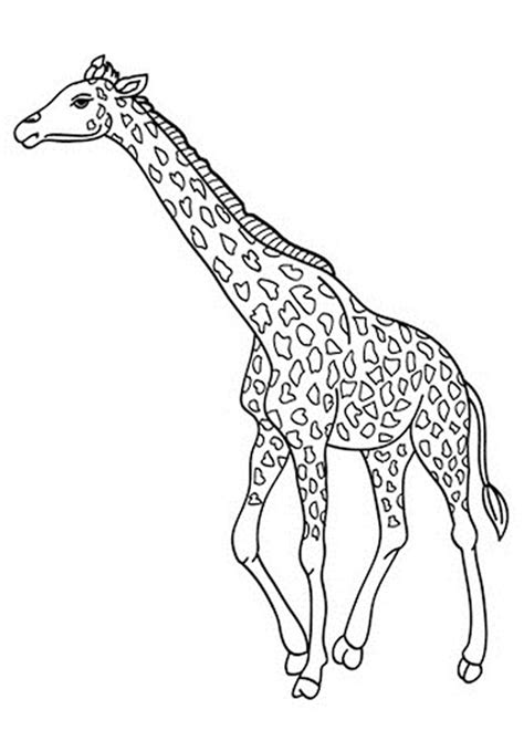 Coloring Pages Giraffe Coloring Book For Toddler