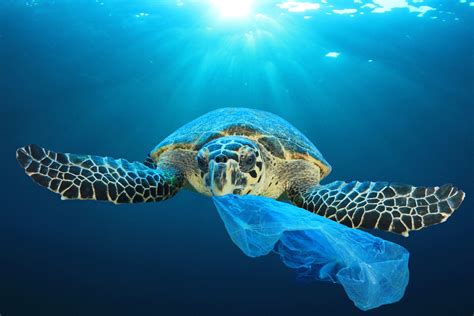 Sea Turtles Are Eating Plastic Because It Smells Like Food One Green