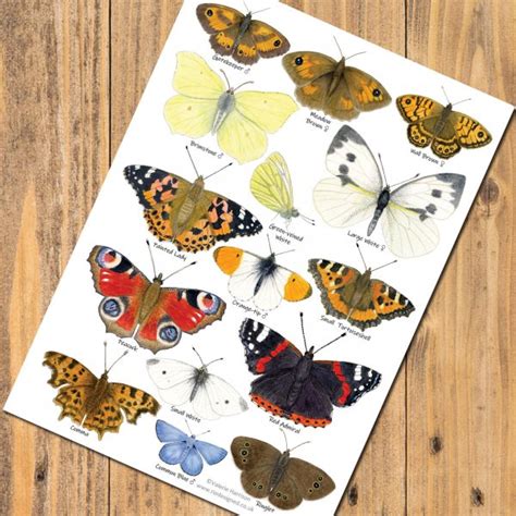 British Garden Butterflies Identification A5 Card Postcard
