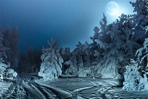 Paysage Nocturne Avec La Neige De Forêt De Sapin Et La Pleine Lune