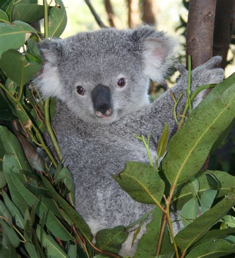 Australian Koala The Eucalyptus Leaves Surrounding This Ko Flickr