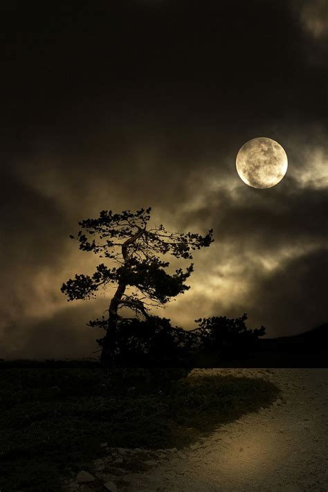 2560x800px Free Download Hd Wallpaper Night Tree Moon Road