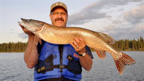 How to find the biggest northern pike throughout the open-water season - Page 3 of 3 - Outdoor ...