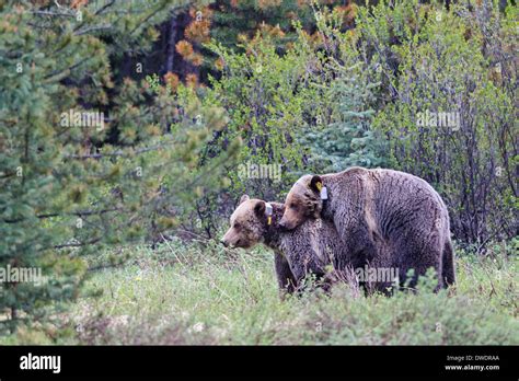 Grizzly Bears Mating Hi Res Stock Photography And Images Alamy