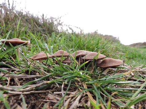 A Small Group Of Brown Mushrooms In The Grass Stock Photo Image Of