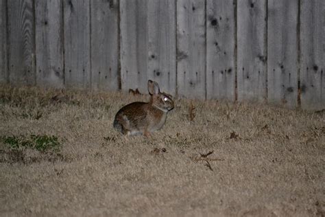 Beautiful Backyard Bunny Photo Photography By Sylvestermouse