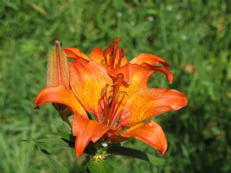 The Orange Lily Fire Lily Jimmy S Bane And Tiger Lily Lilium