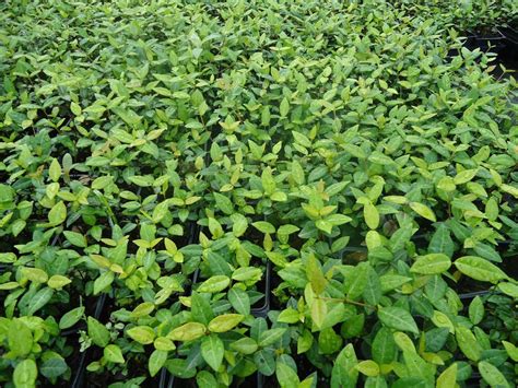 18 Pots45 Of Asiatic Jasmine Ground Cover Etsy Ground Cover