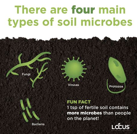 What Are Soil Microbes And Why Do They Matter