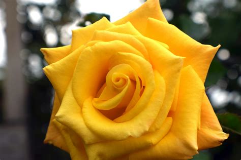 Free Stock Photo Of Beautiful Flower Rose Yellow Rose