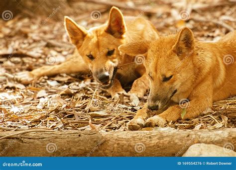 Australian Dingoes Stock Photo Image Of Australia Carnivore 169554276