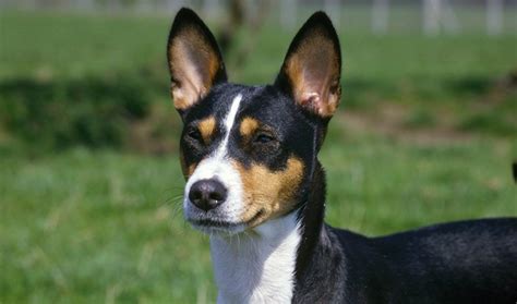 Basenji Breed Information