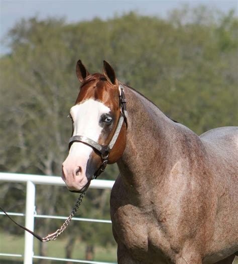 gordyville breeders derby gunner  ice  perfect horse auctions