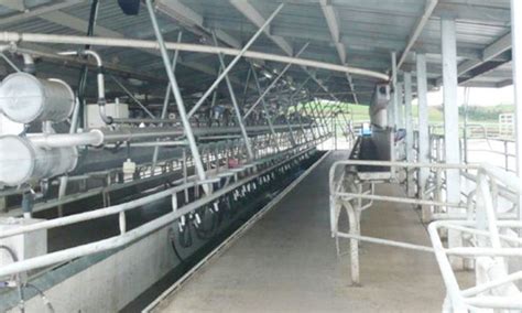 Herringbone Shed Cowsheds Nz Rural Construction Waikato Builders