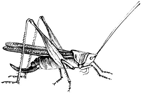 Free Black And White Grasshopper Download Free Black And White Grasshopper Png Images Free