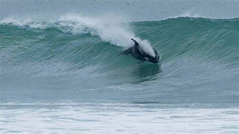 Storm Chasing And Other Nonsense Orca Surf