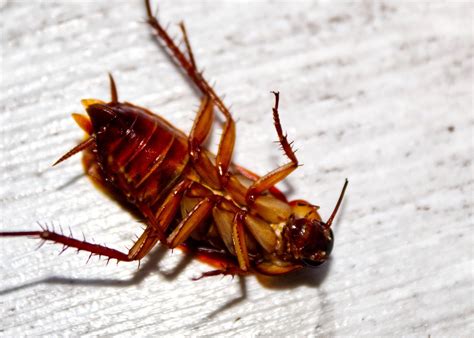 Understanding Palmetto Roaches And Why You Should Want Them Gone